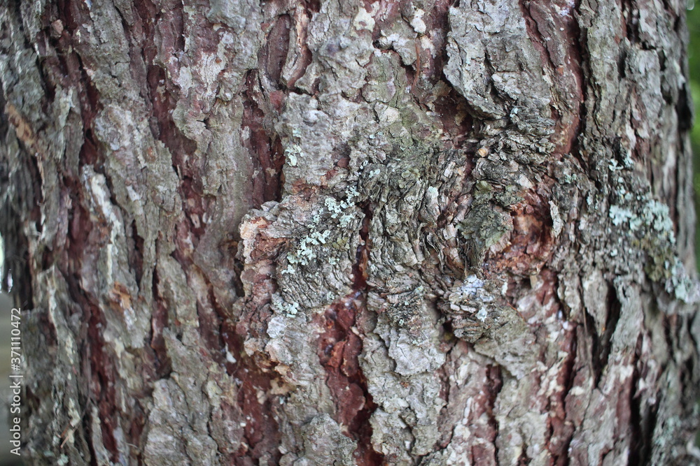 Fototapeta premium Tree bark background. Brown texture of the tree