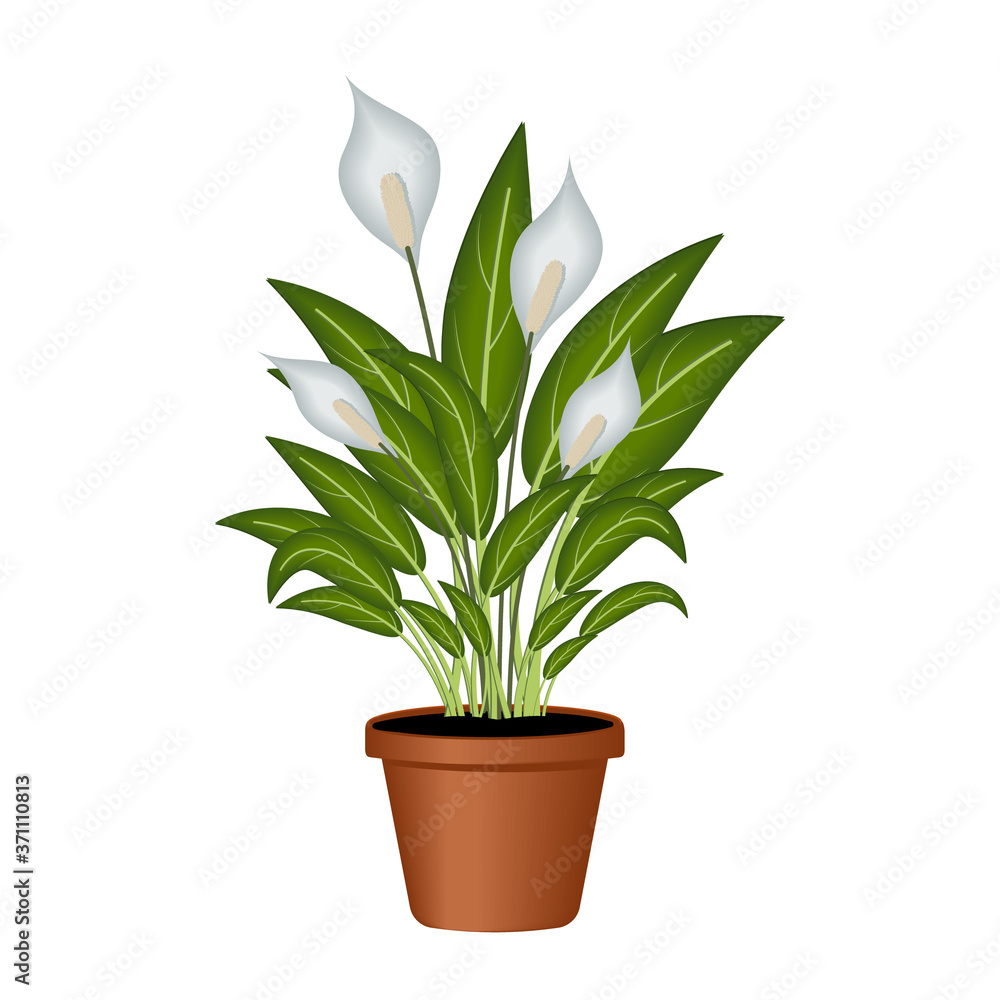 Indoor plant white Spathiphyllum in a flower pot, color vector illustration isolated on a white background, clipart, design, decoration, icon, sign, sketch, banner, logo Indoor plant white Spathiphyllum in a flower pot, color vector illustration isolated on a white background, clipart, design, decoration, icon, sign, sketch, banner, logo