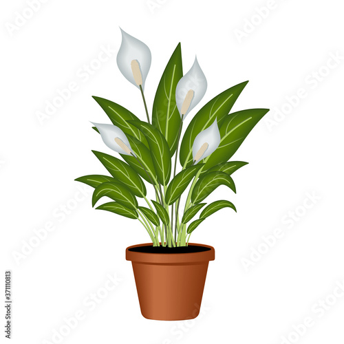 Indoor plant white Spathiphyllum in a flower pot, color vector illustration isolated on a white background, clipart, design, decoration, icon, sign, sketch, banner, logo