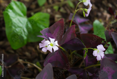 Oxalis Triang. Myke photo