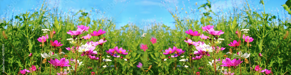 bunte blumenwiese mit cosmea  panoramabild