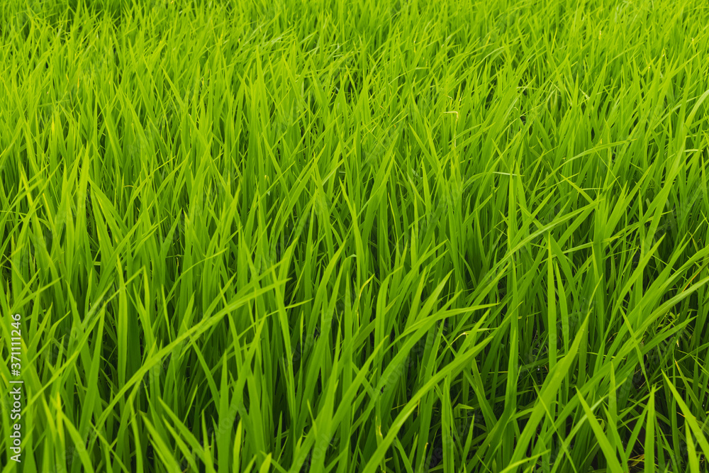 Fields with green rice in the growing season Fields with green rice in the growing season