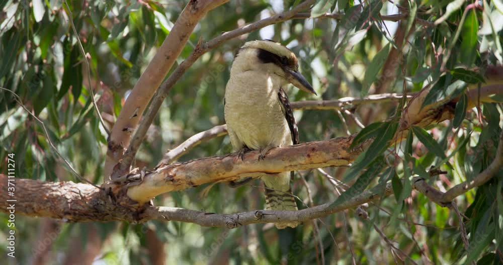 Kookaburra sitting in a tree Kookaburra sitting in a tree