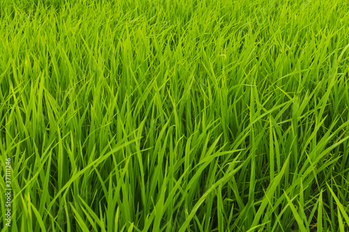 Fields with green rice in the growing season