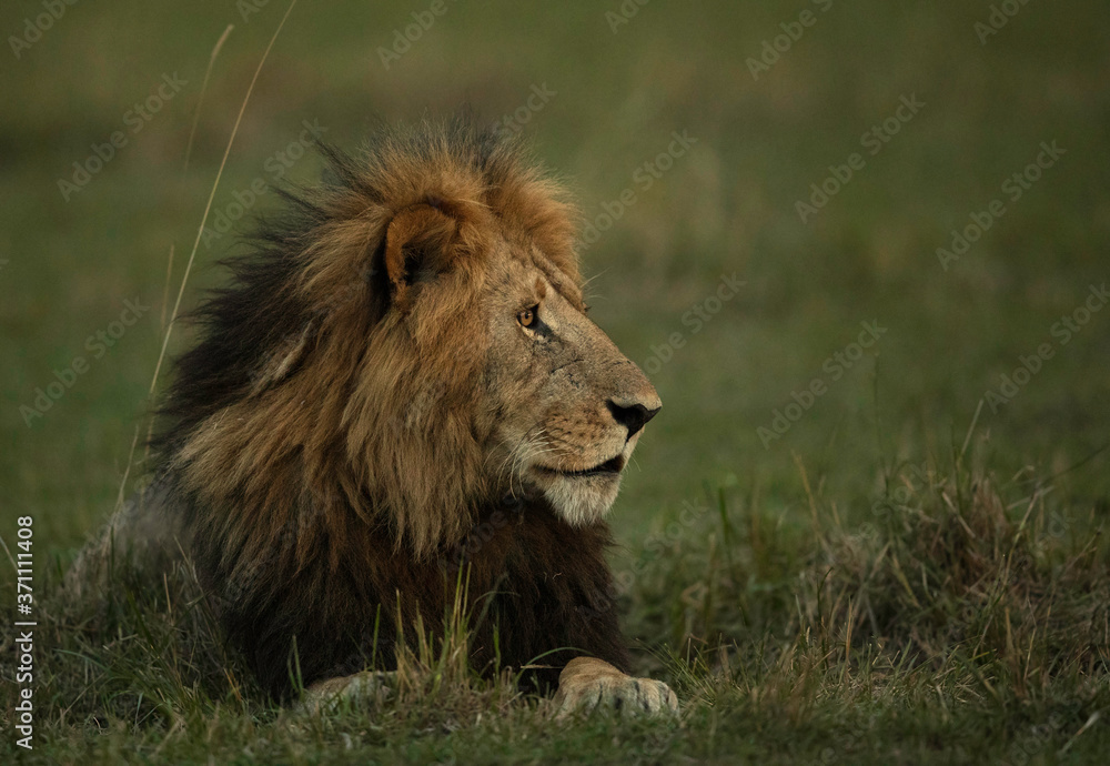 Obraz premium The lion is one of the four big cats and belongs to genus Panthera
