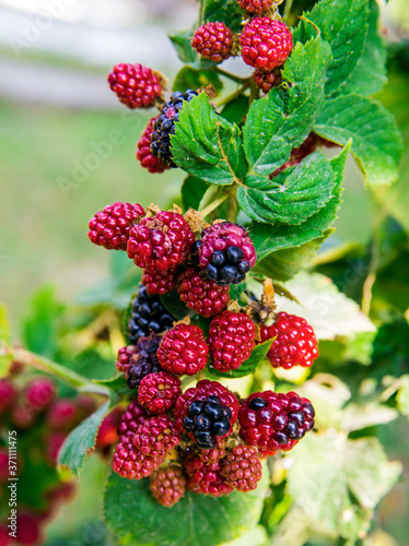 Black and red blackberry fruit.