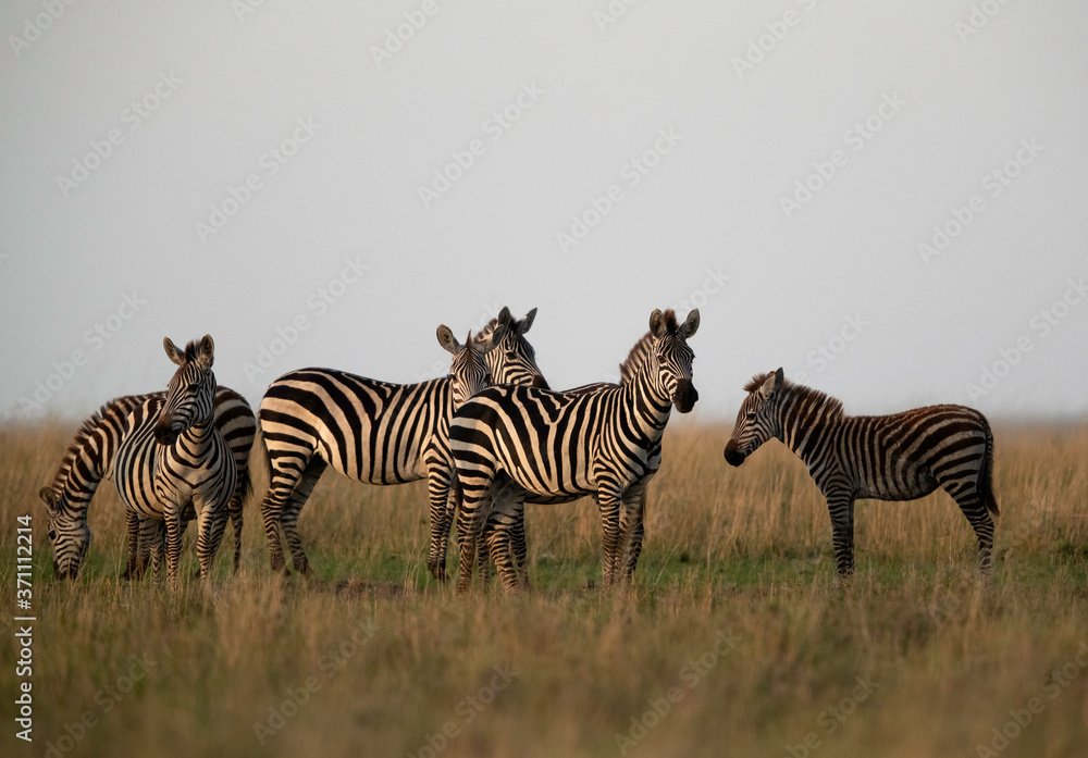 Obraz premium Zebra are one of the species of Horse family