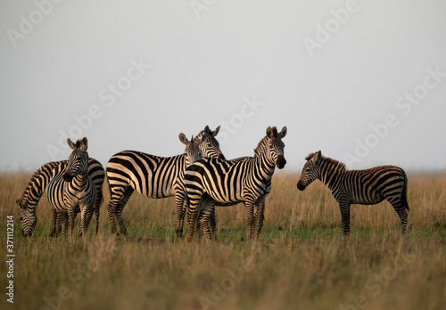 Zebra are one of the species of Horse family