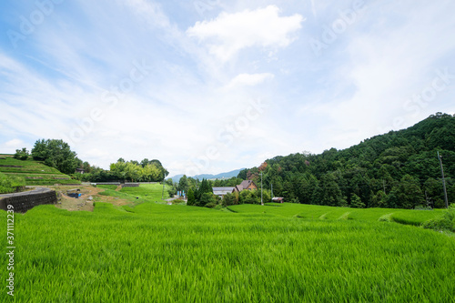 A clear day in midsummer in Japan  a view of the rice terraces in Chihaya Akasaka Village  Osaka