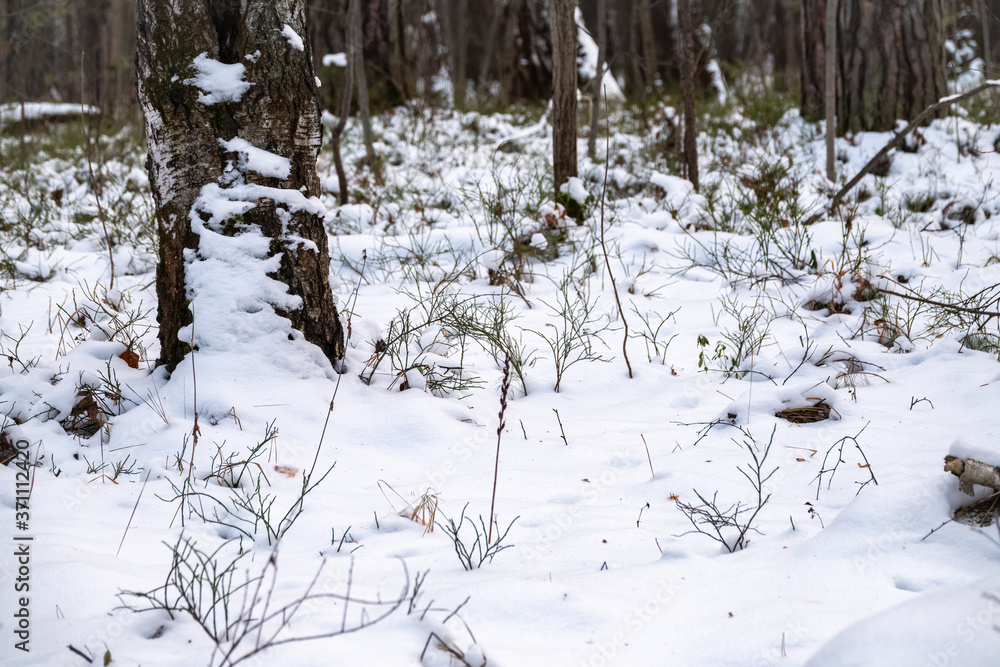 An outdoor winter photo of a wooden forest with freshly fallen snow. Winter forest covered with snow. New Year or Christmas landscape. An outdoor winter photo of a wooden forest with freshly fallen snow. Winter forest covered with snow. New Year or Christmas landscape.