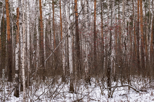 Pines and birches in the winter forest