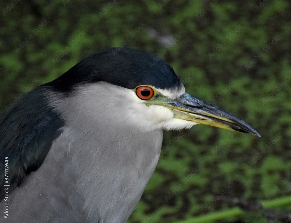 A closeup portrait of a night heron (Nycticorax nycticorax) at Pinto Lake in California