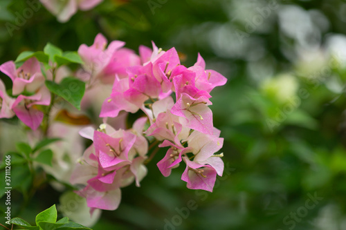 Bougainvillea flowers, colorful and colorful flowers. The sun blooms after the rain Beautiful nature background with text space