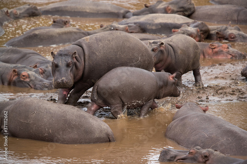 Hippopotamus are large heavy mammal with barrel-shaped torsos and huge mouth and teeth