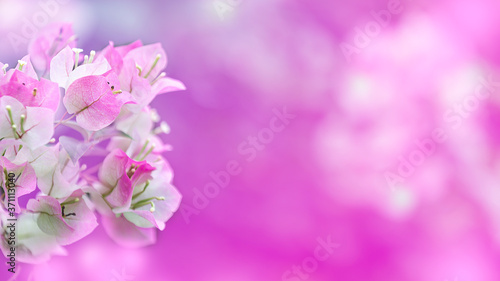 Bougainvillea flowers  colorful and colorful flowers. The sun blooms after the rain Beautiful nature background with text space