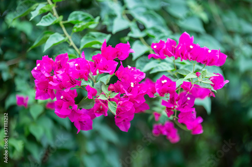 Bougainvillea flowers, colorful and colorful flowers. The sun blooms after the rain Beautiful nature background with text space