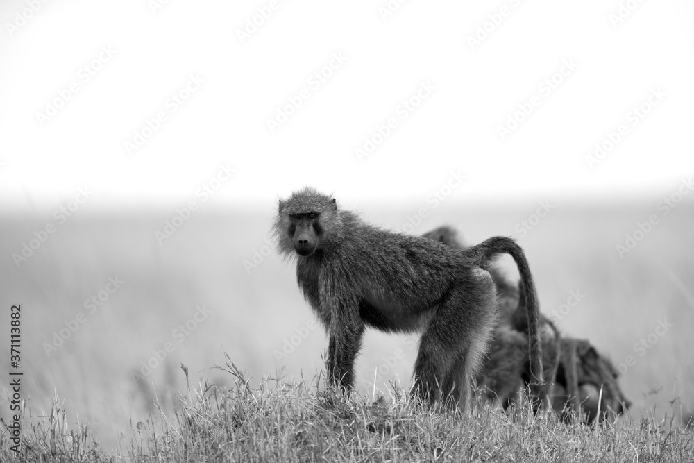 Obraz premium Olive baboon species is the most wide ranging of all baboons