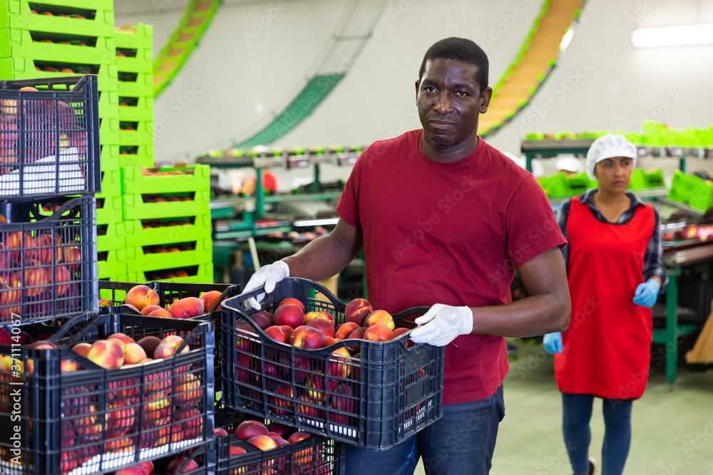 Focused African American male employee working at fruit storage and sorting facility carrying box with peaches