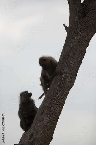 Baboons  on tree at Masai Mara, Kenya photo