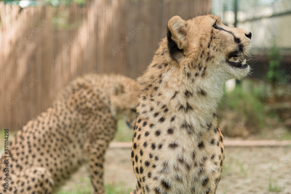 Fototapeta premium Close-up Cheetah in the zoo.