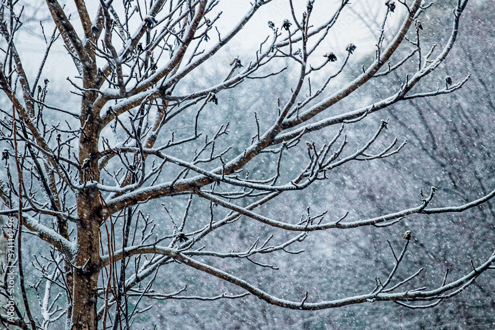 Snowfall in the forest. Bare tree branches in the winter forest Snowfall in the forest. Bare tree branches in the winter forest