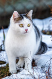 A white spotted cat in the snow watching something