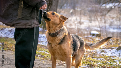 German shepherd near his master. Dog next to a man