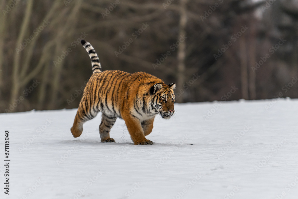 Obraz premium Siberian Tiger running in snow. Beautiful, dynamic and powerful photo of this majestic animal. Set in environment typical for this amazing animal. Birches and meadows