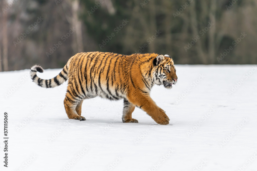 Obraz premium Siberian Tiger running in snow. Beautiful, dynamic and powerful photo of this majestic animal. Set in environment typical for this amazing animal. Birches and meadows