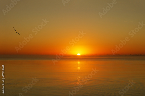 dawn against the background of calm sea water wave. a bird soaring in the calm morning sky creates a sense of peace. the sun's rays color the sky and water in golden and orange colors