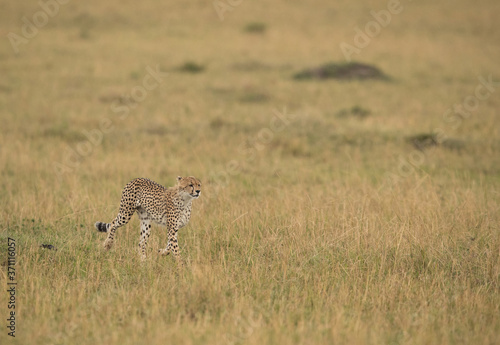 Cheetah is a big cat also know as the hunting leopard © Dr Ajay Kumar Singh