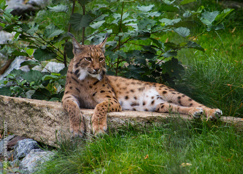 leopard in the grass © Stefan