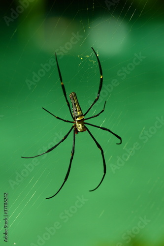  Spider on green background.