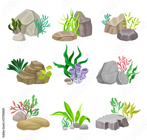 Angulated and Smooth Sea Stones with Seaweeds and Algae Vector Composition Set