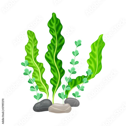 Smooth Pebble or Sea Stones with Seaweeds and Algae Vector Illustration