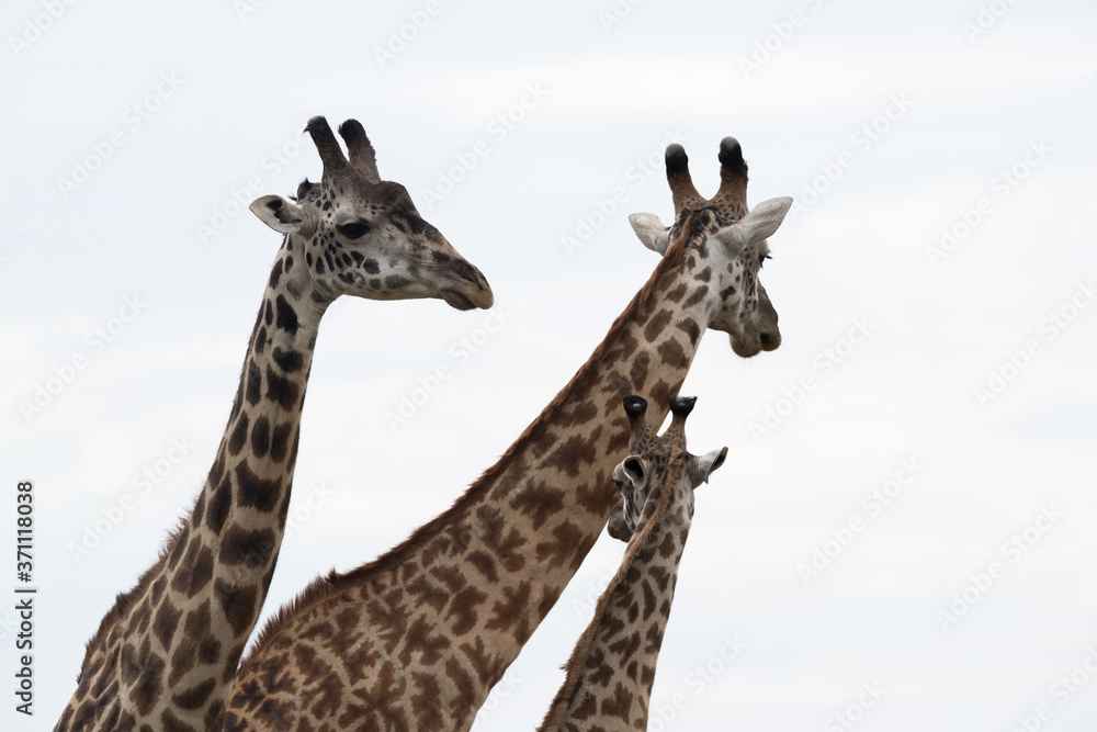 Naklejka premium Giraffe is the tallest living terrestrial animal