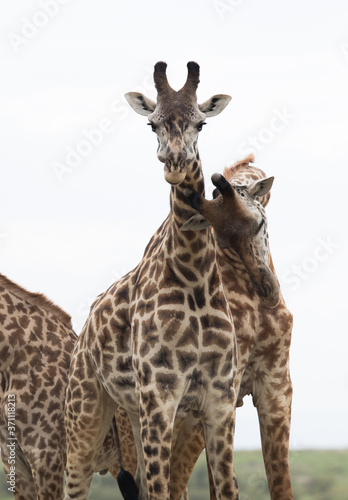 Fototapeta Naklejka Na Ścianę i Meble -  Giraffe is the tallest living terrestrial animal