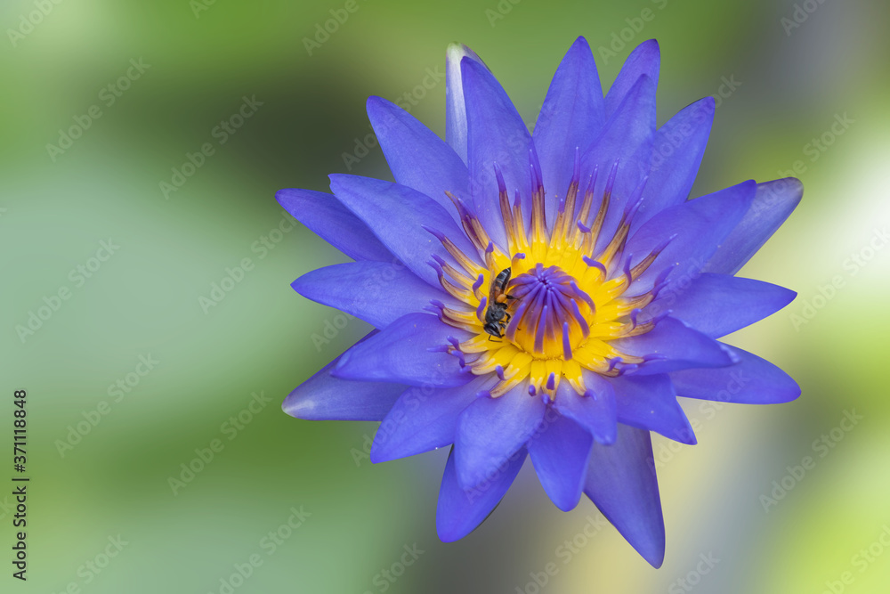 Fototapeta premium Water lilly blooming on nature blurred background. Water lily has rhizomes and flows underground. And send the flowers to the surface There are beautiful flowers to watch throughout the year. 