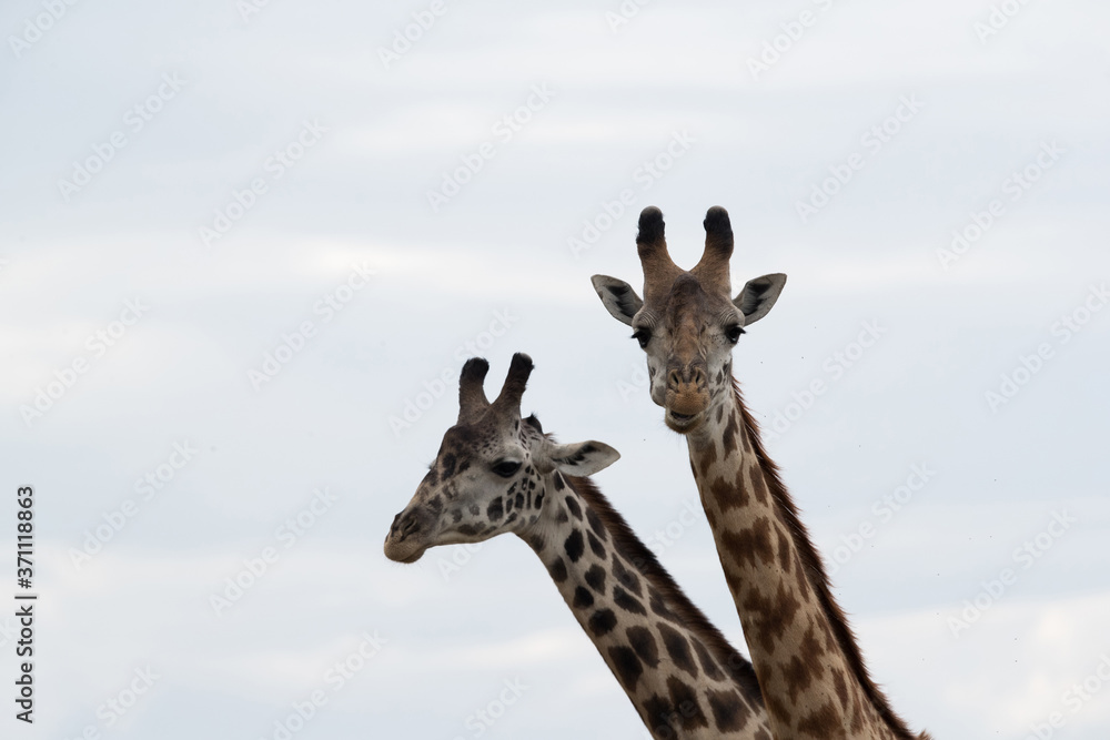 Giraffe is the tallest living terrestrial animal Giraffe is the tallest living terrestrial animal