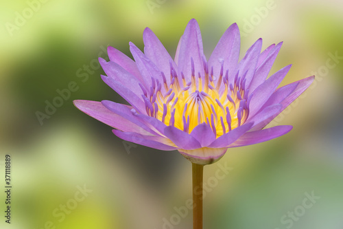Water lilly blooming on nature blurred background. Water lily has rhizomes and flows underground. And send the flowers to the surface There are beautiful flowers to watch throughout the year. 