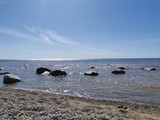 cows on the beach
