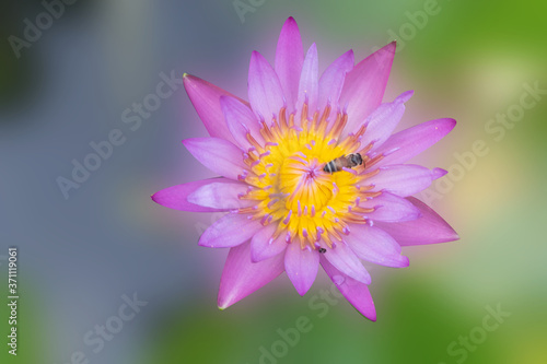 Water lilly blooming on nature blurred background. Water lily has rhizomes and flows underground. And send the flowers to the surface There are beautiful flowers to watch throughout the year. 