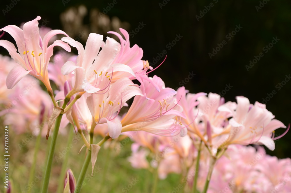 Fototapeta premium リコリス