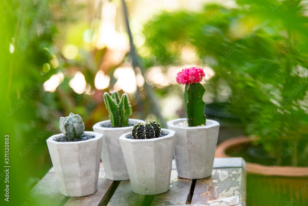 small plant and cactus in cement pots small plant and cactus in cement pots