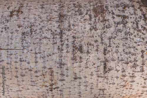 Wallpaper Mural Old Wood Birch Tree Texture Background Pattern. Relief texture of bark of tree. Torontodigital.ca