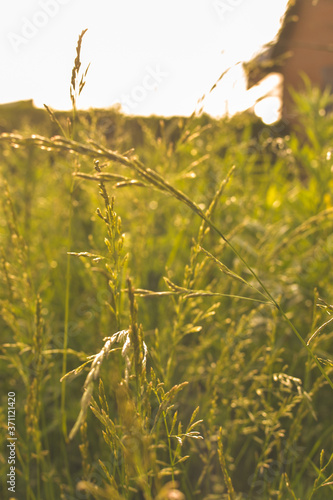 Phalaris arundinacea or canary cane herb. Field in the rays of the summer sunset