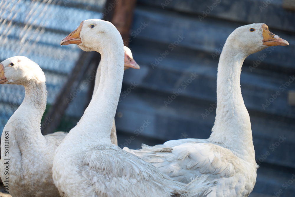 Obraz premium white gooses in enclosure brown yard looking funny