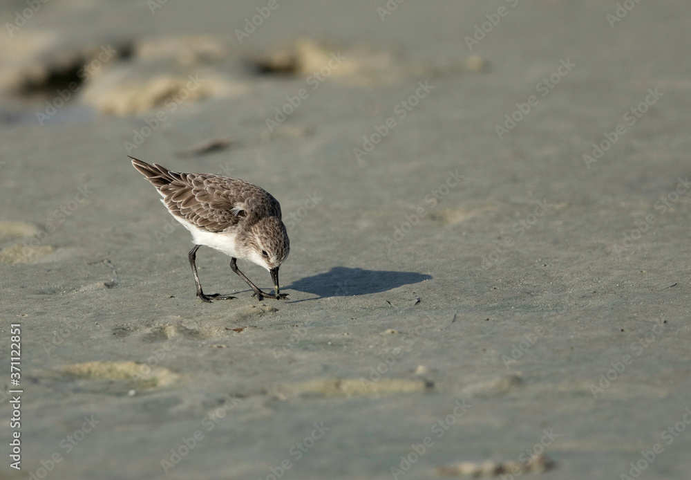 The little stint is a very small wader. The little stint is a very small wader.
