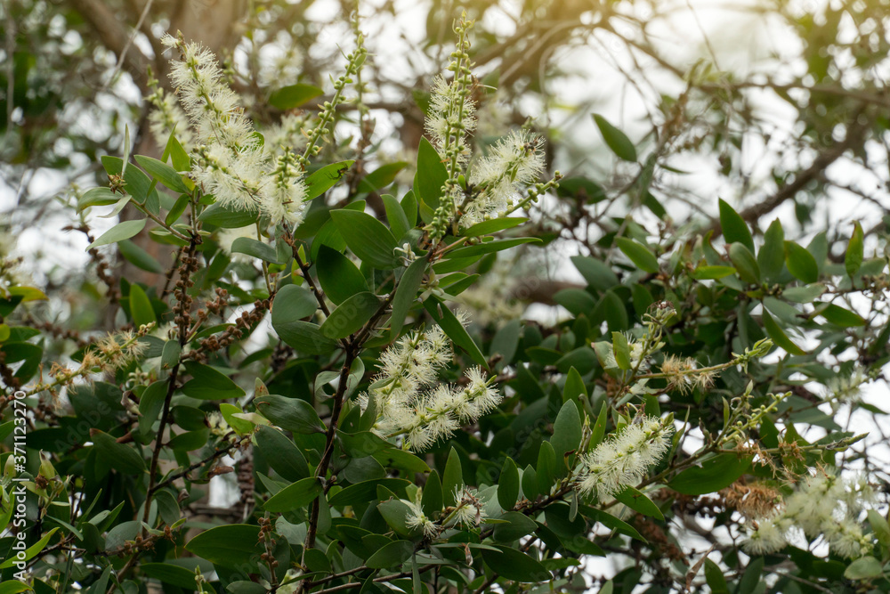 White flower of Melaleuca cajuputi Powell, Cajuput tree, paper bark tree or swamp tea tree with sunlight on blur nature background. 