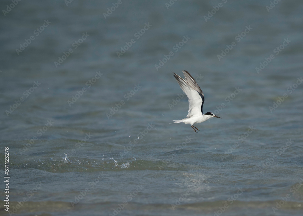 Terns are seabirds in the family Sternidae